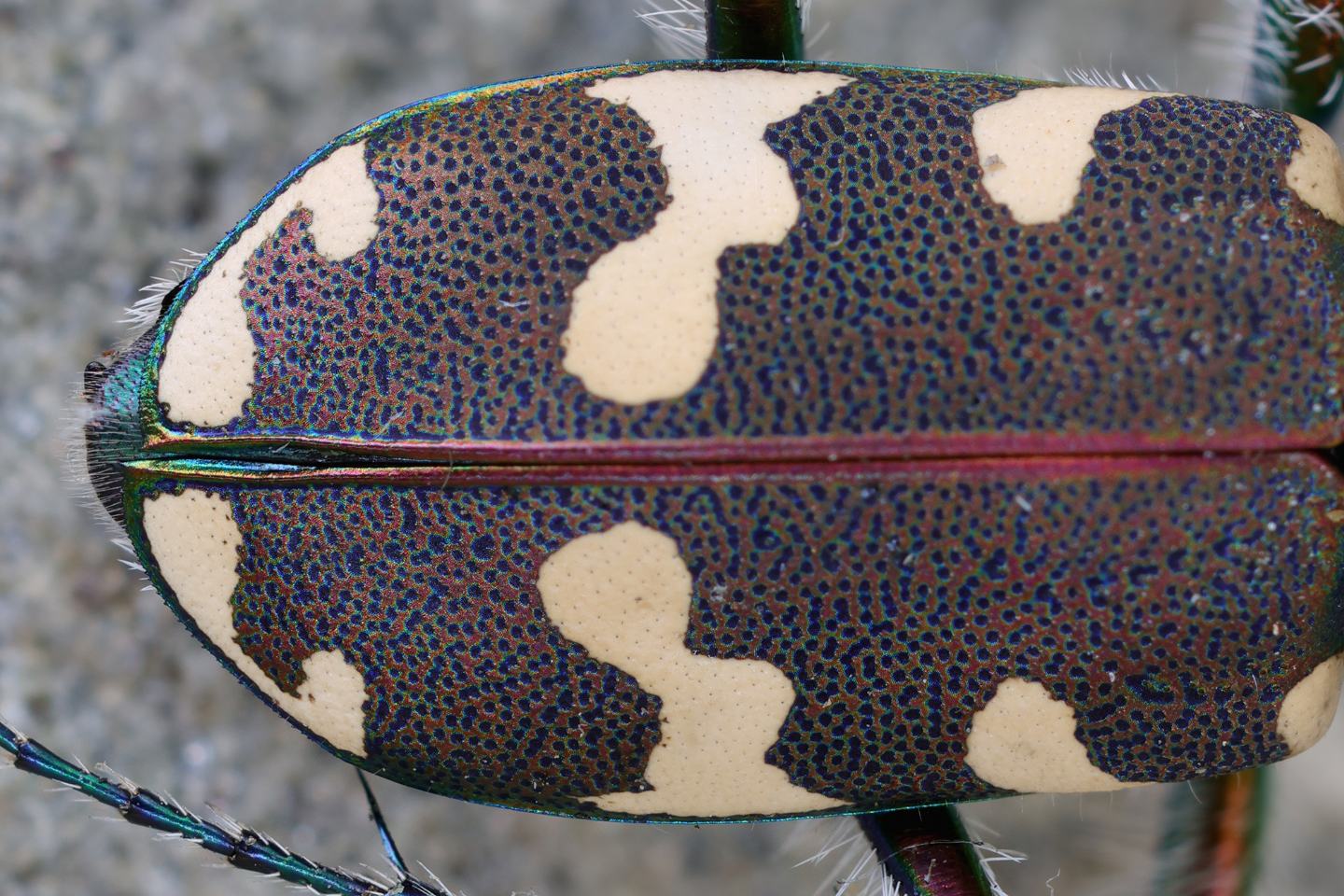 Cicindelidae: Cicindela hybrida transversalis? S.